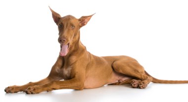 Yorgun Köpek
