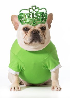 St patricks günü köpek