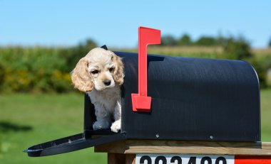 bir posta kutusunda köpek yavrusu