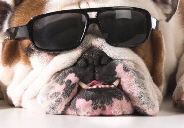güzel köpek