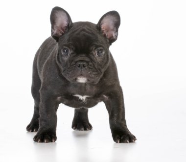 Fransız bulldog köpeği.