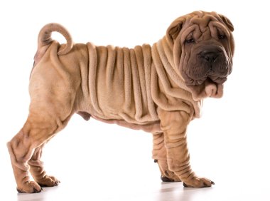 Çin shar pei