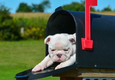 bir posta kutusunda köpek yavrusu