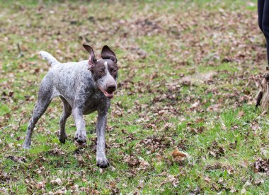 Alman shorthaired ibre