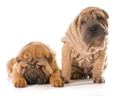 Çin shar pei