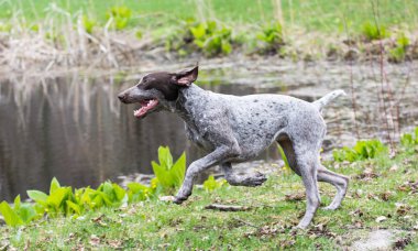 Alman shorthaired ibre