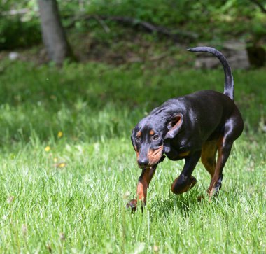 çalışma coonhound
