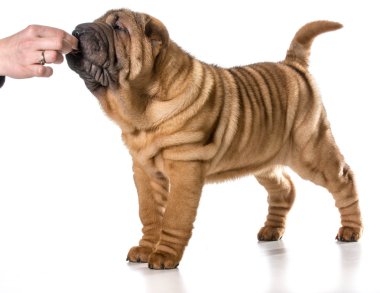 tedavi için köpeği niyetine