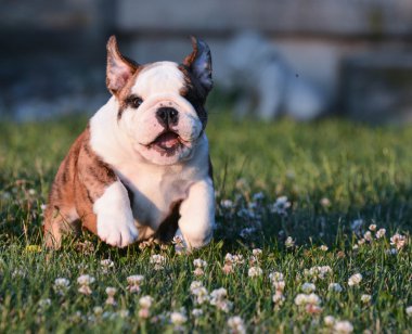 çalışan köpek yavrusu