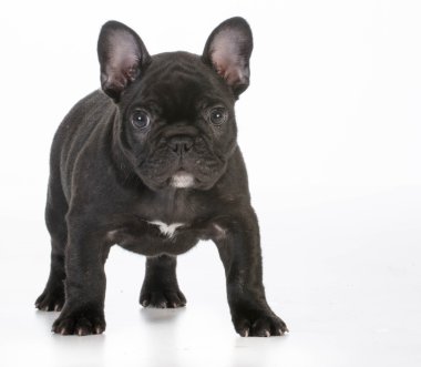 Fransız bulldog köpeği.