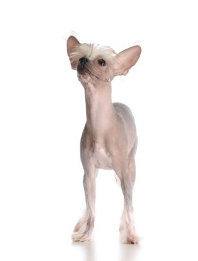 Çince Tepeli Köpek