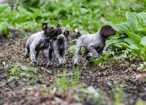Litter of puppies playing — Stock Photo, Image