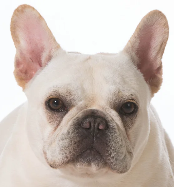 Fransk bulldog — Stockfoto