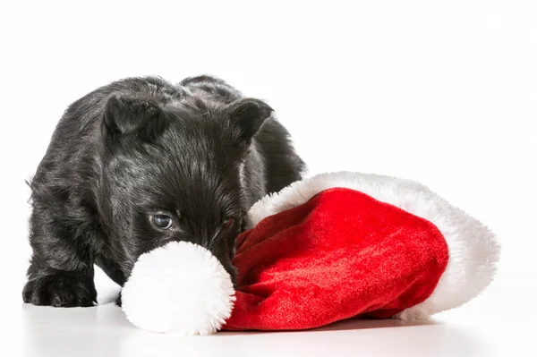 Christmas puppy — Stockfoto