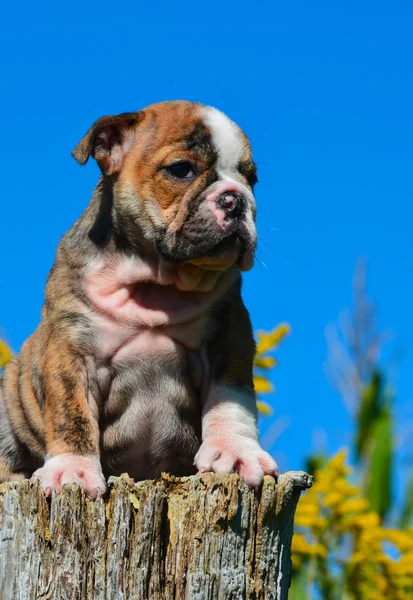 Carino cucciolo — Foto Stock