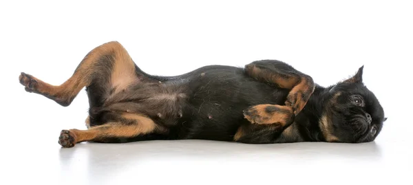 Cão deitado nas costas — Fotografia de Stock