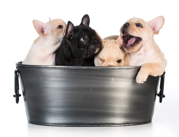 Nest puppies — Stockfoto