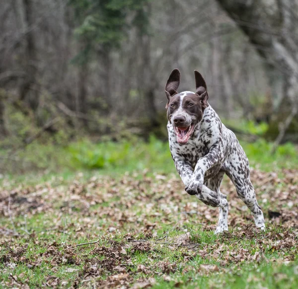 German shorthaired pointer — Stock Photo, Image