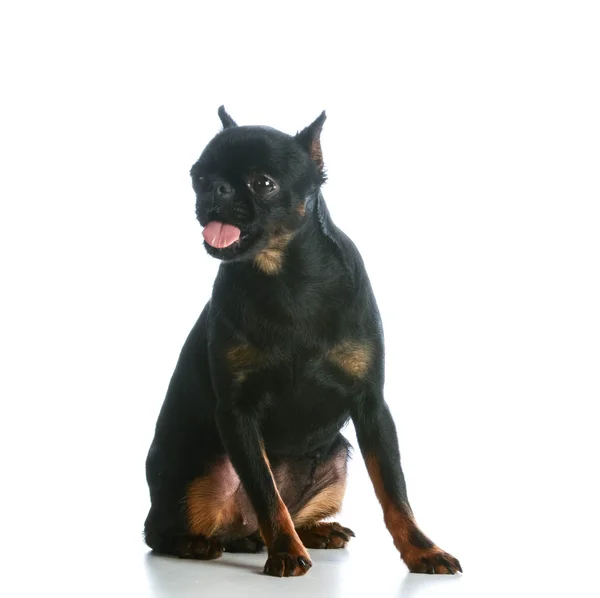 Смішна собака — стокове фото