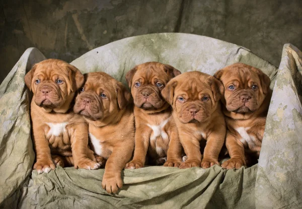 Ninhada de cachorros — Fotografia de Stock