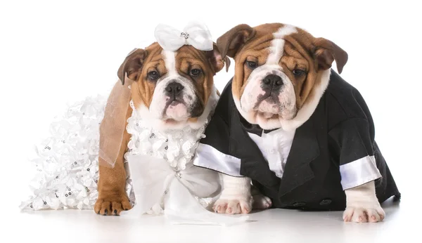 Dog bride and groom — Stock Photo, Image