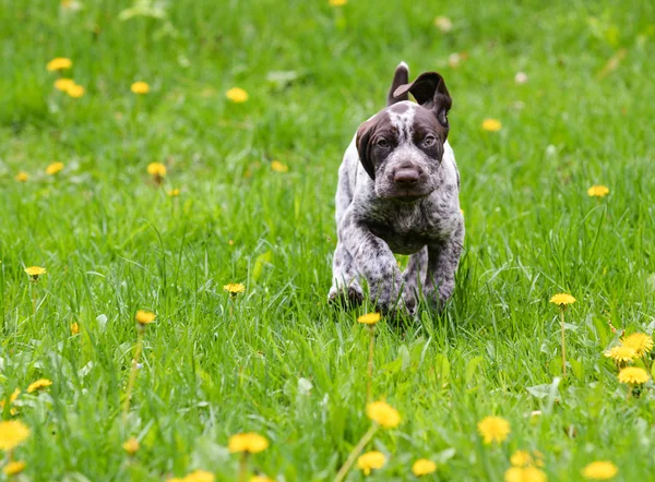 Puppy spela utanför — Stockfoto