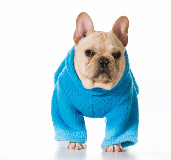 Cute  french bulldog puppy — Stock Photo, Image