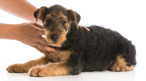 Manos sosteniendo cachorro — Foto de Stock