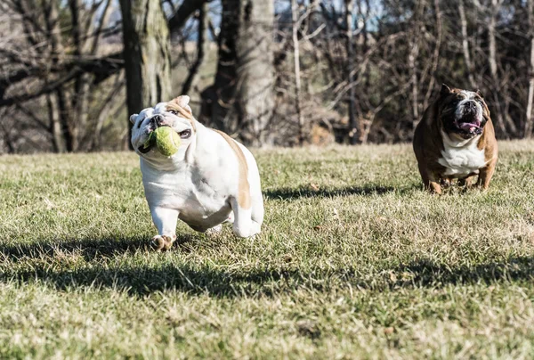 Dva psi hrací catch — Stock fotografie