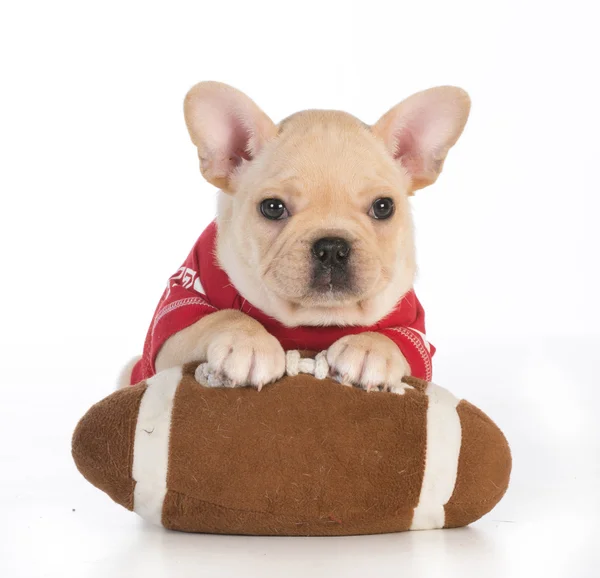 Cão de esportes — Fotografia de Stock