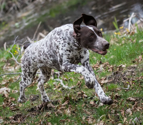 German shorthaired pointer — Stock Photo, Image