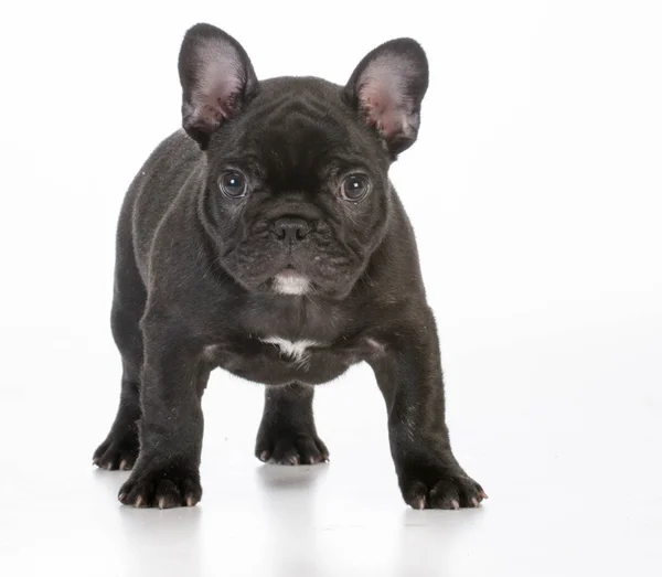 Franse bulldog puppy — Stockfoto