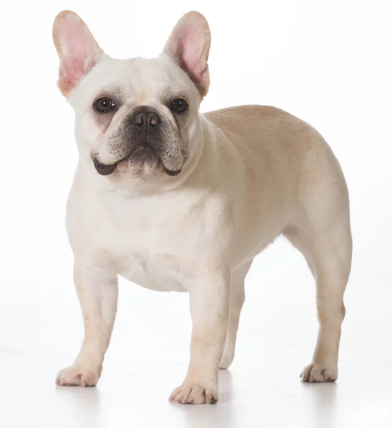 Franse bulldog — Stockfoto