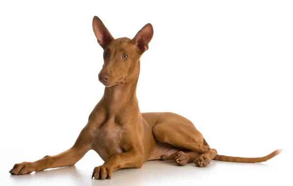 Pharaoh hound puppy — стоковое фото