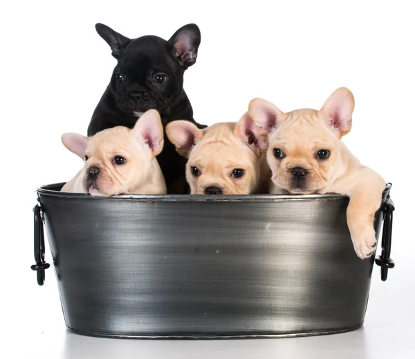 Litter of puppies Stock Photo by ©willeecole 61119233