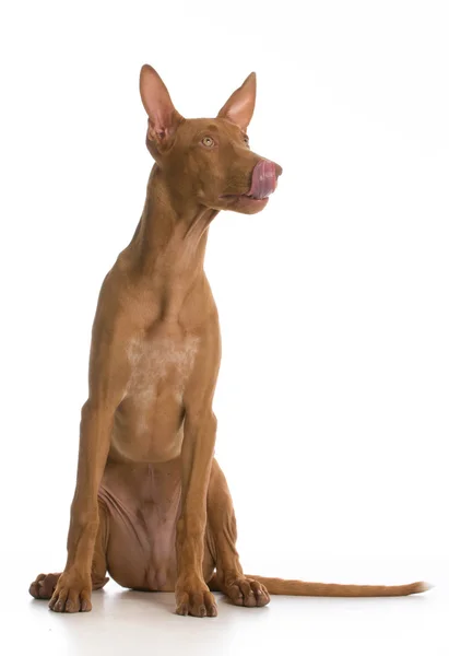 Pharaoh hound puppy — стоковое фото