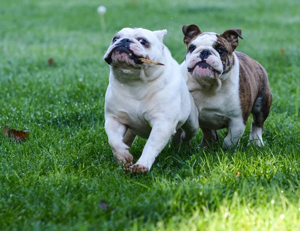 İki köpek çimenlerde koşuyor. — Stok fotoğraf
