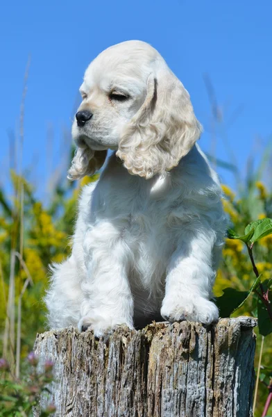 Şirin köpek. — Stok fotoğraf