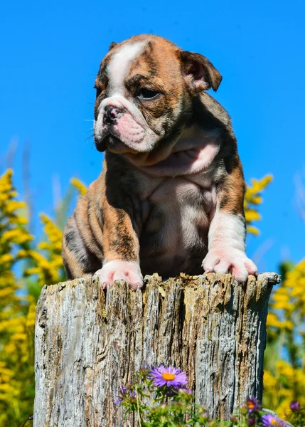 Carino cucciolo — Foto Stock