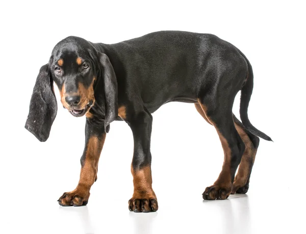 Cachorrinho bonito — Fotografia de Stock