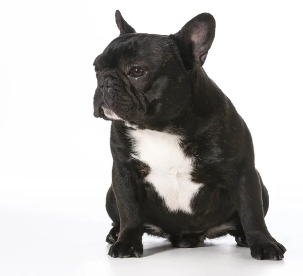 Französische Bulldogge — Stockfoto