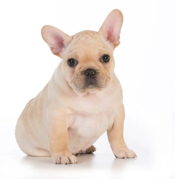 Schattig puppy — Stockfoto