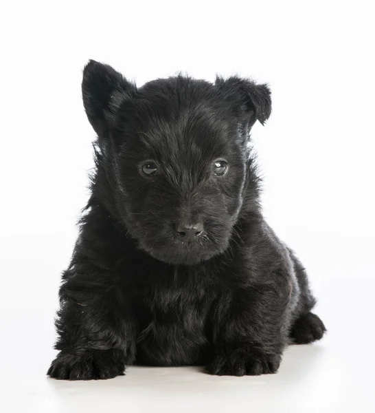 Schattig puppy — Stockfoto