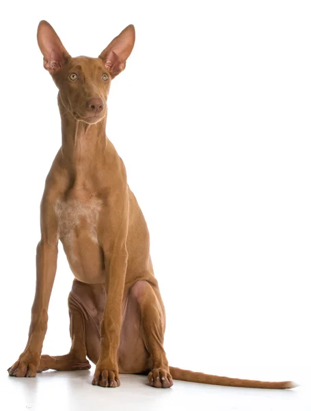 Pharaoh hound — Stock Photo, Image