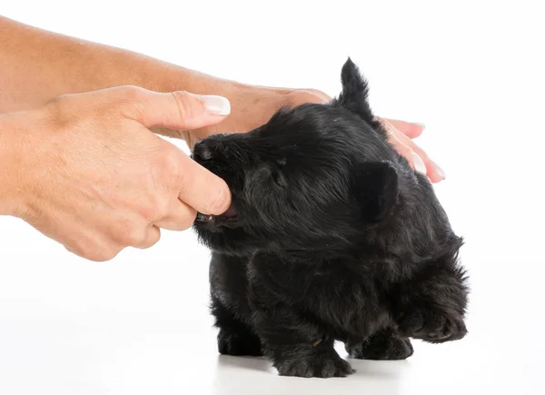 Treinamento filhote de cachorro — Fotografia de Stock