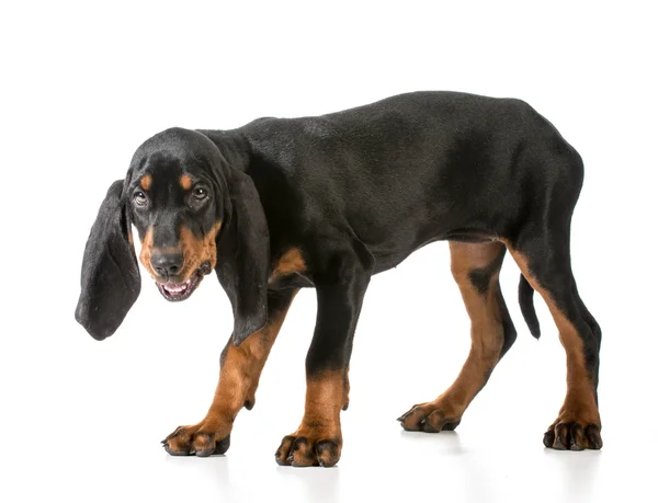 Black and tan coonhound — Zdjęcie stockowe