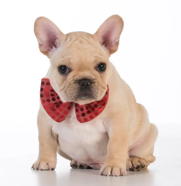 Bulldog francese — Foto Stock