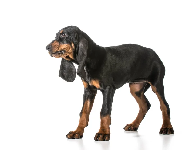 Negro y coonhound bronceado —  Fotos de Stock