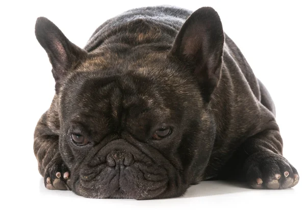 Fransk bulldog — Stockfoto