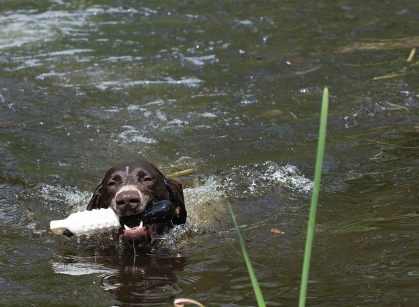 Hundträning — Stockfoto